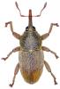 Tychius spinicrus